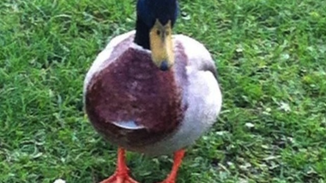 A nyakában egy CD-vel felnőtt kacsát kergetnek Angliában