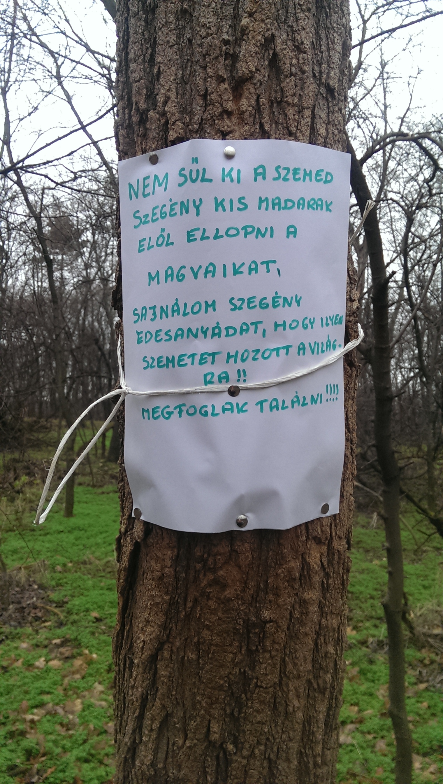 Ellopta a magvakat a kismadarak elől, nem kellett volna (frissítve!!!)