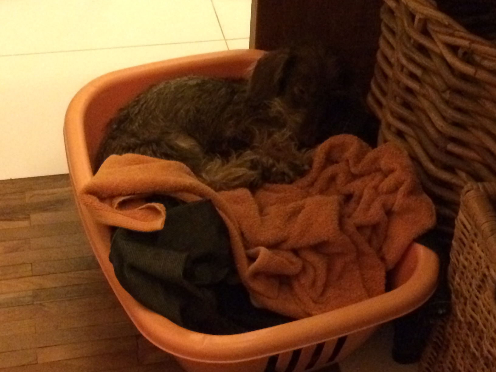 Illustration for article titled Aki látott már ennél aranyosabb kutyaruhát, az hazudik