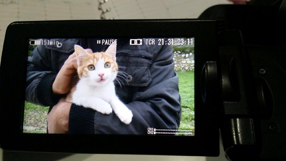 Falhoz vágta a macskát, posztolta a videót, egy év börtönt kapott