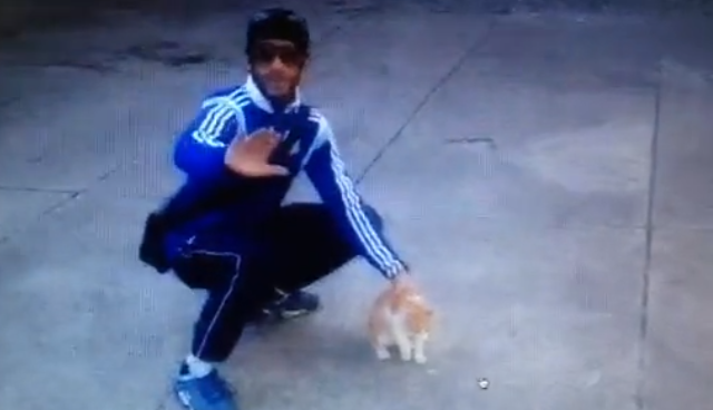 Illustration for article titled Falhoz vágta a macskát, posztolta a videót, egy év börtönt kapott