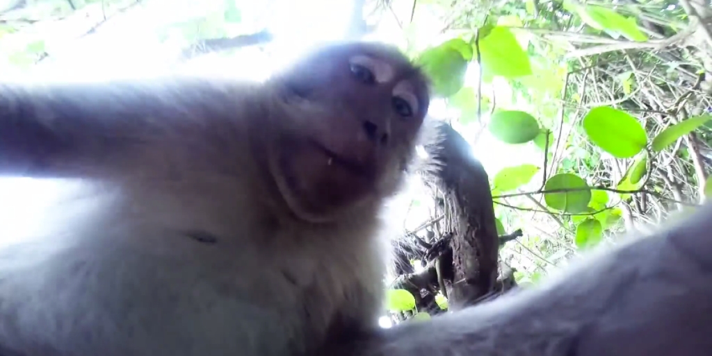 Vajon nyerhetne szelfibajnokságot ez a majom?