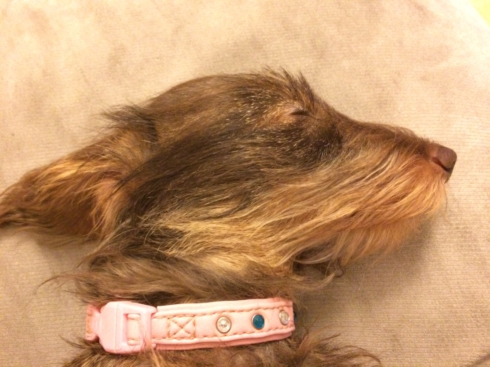 Illustration for article titled A fejmasszírozóval fejmasszírozott huskynál senki sem boldogabb