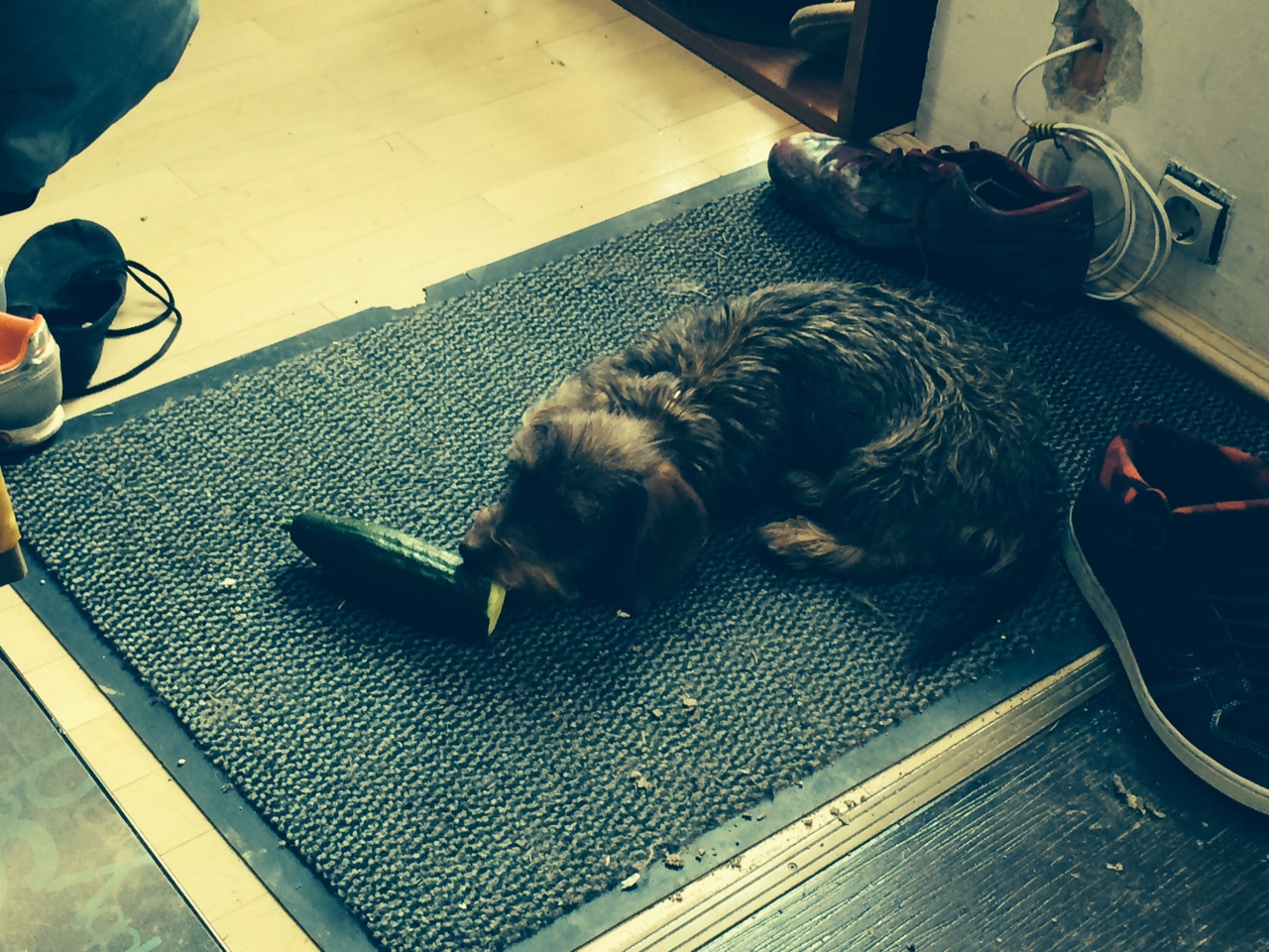 Illustration for article titled Tényleg ilyen hülyék lennének a kutyák?