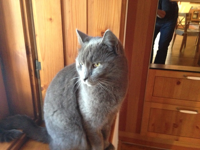 Illustration for article titled Totó kutya él, jól van, macskákkal haverkodik