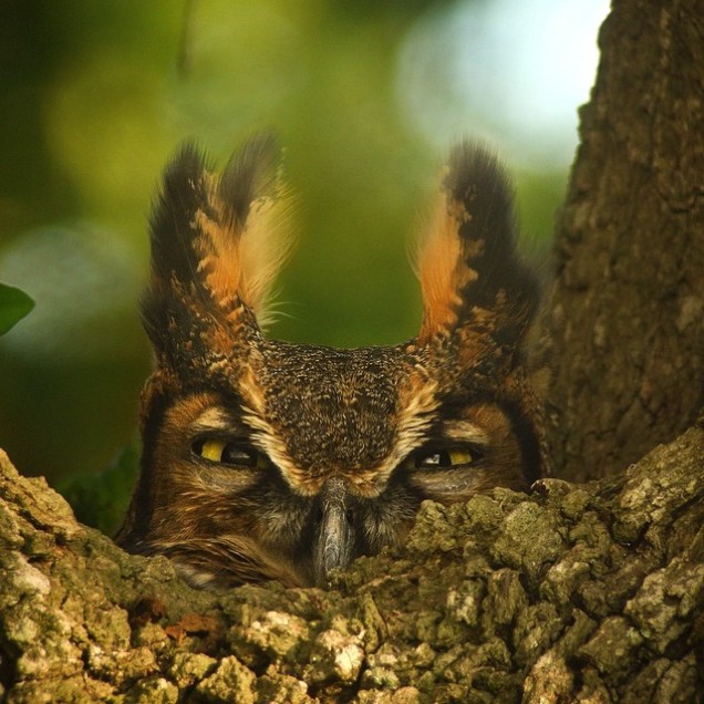 Ez a nagy fülesbagoly megcsinálta a napom