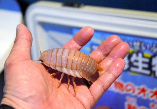 Egyél sült pincebogarat az állatkertben! Olyan, mint a garnéla