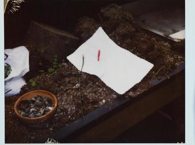 Illustration for article titled Virágágyásba szúrt levéllel búcsúzott Kurt Cobain