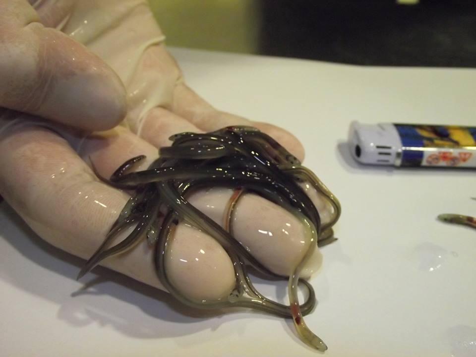 A nap hőse a két kínai, akik repülőn csempésztek 183 kiló angolnát