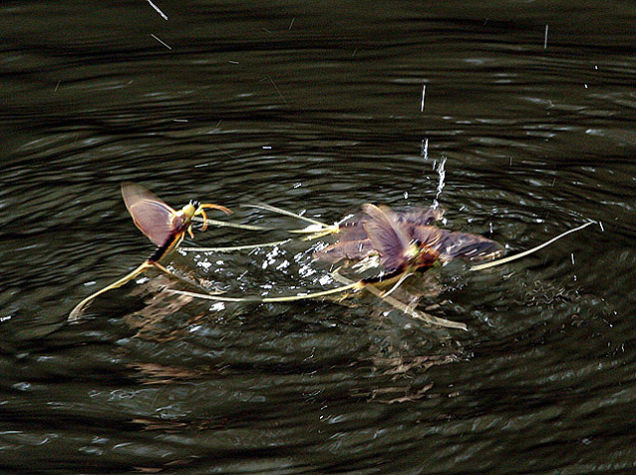 Virágzik a Tisza, tudj meg mindent a kérészszexről!