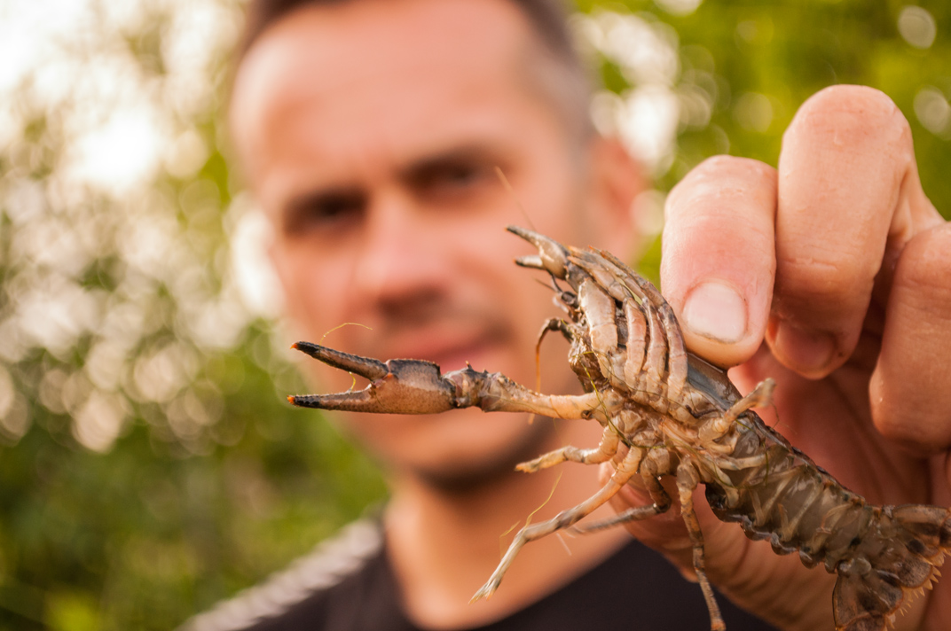 Elfoglalják a hazádat? Edd meg őket bosszúból!