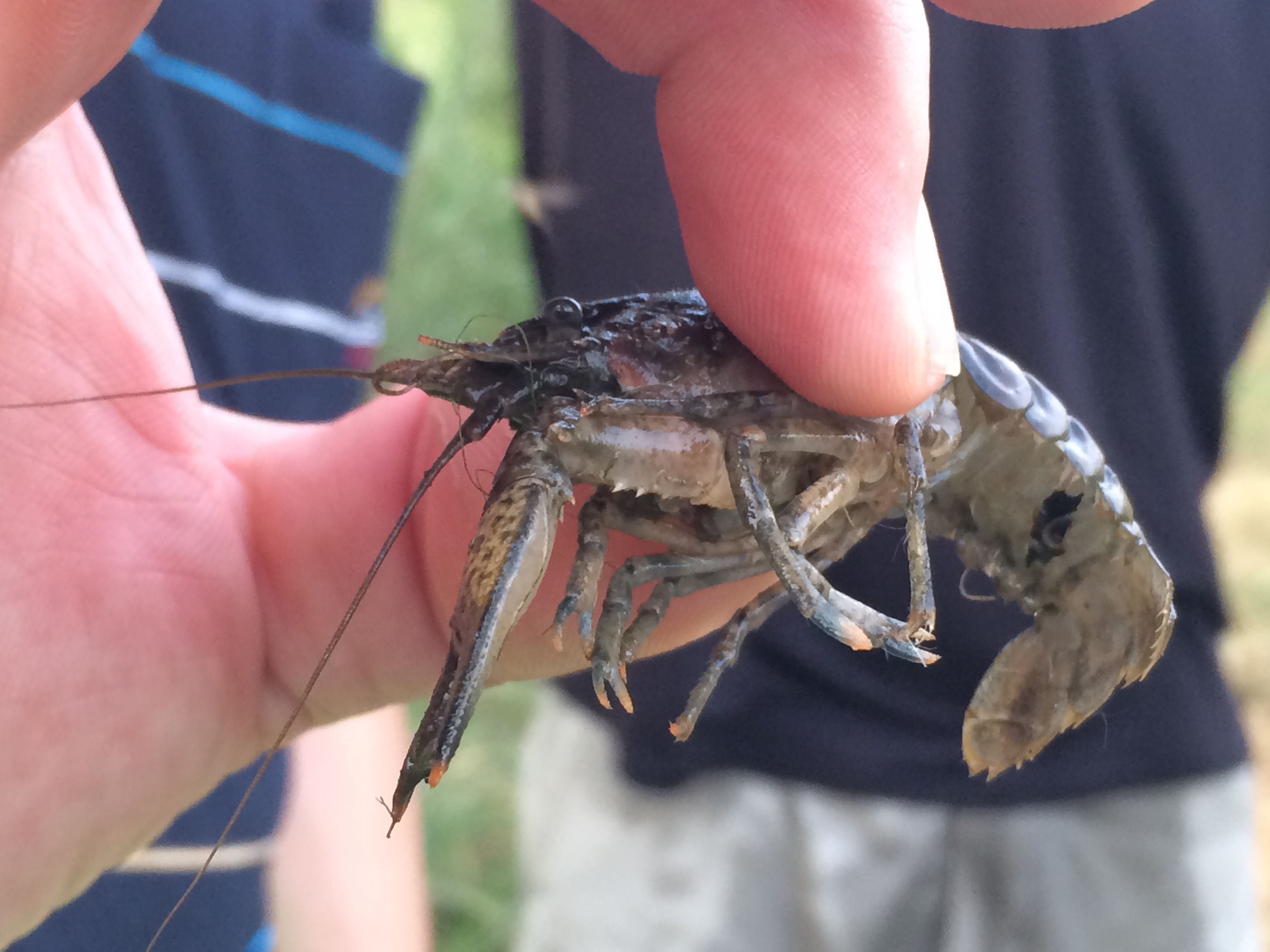 Illustration for article titled Elfoglalják a hazádat? Edd meg őket bosszúból!