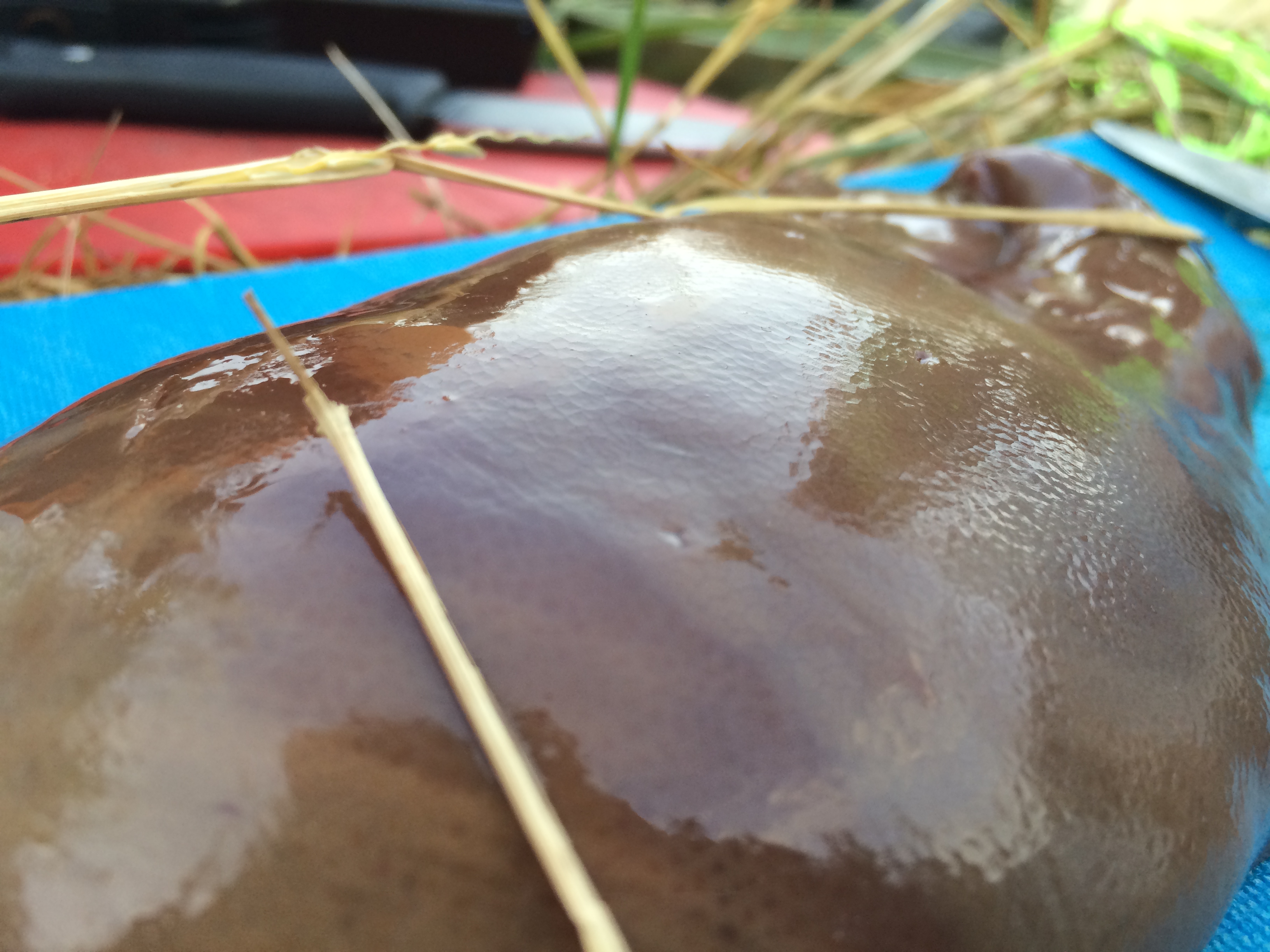 Illustration for article titled Elfoglalják a hazádat? Edd meg őket bosszúból!