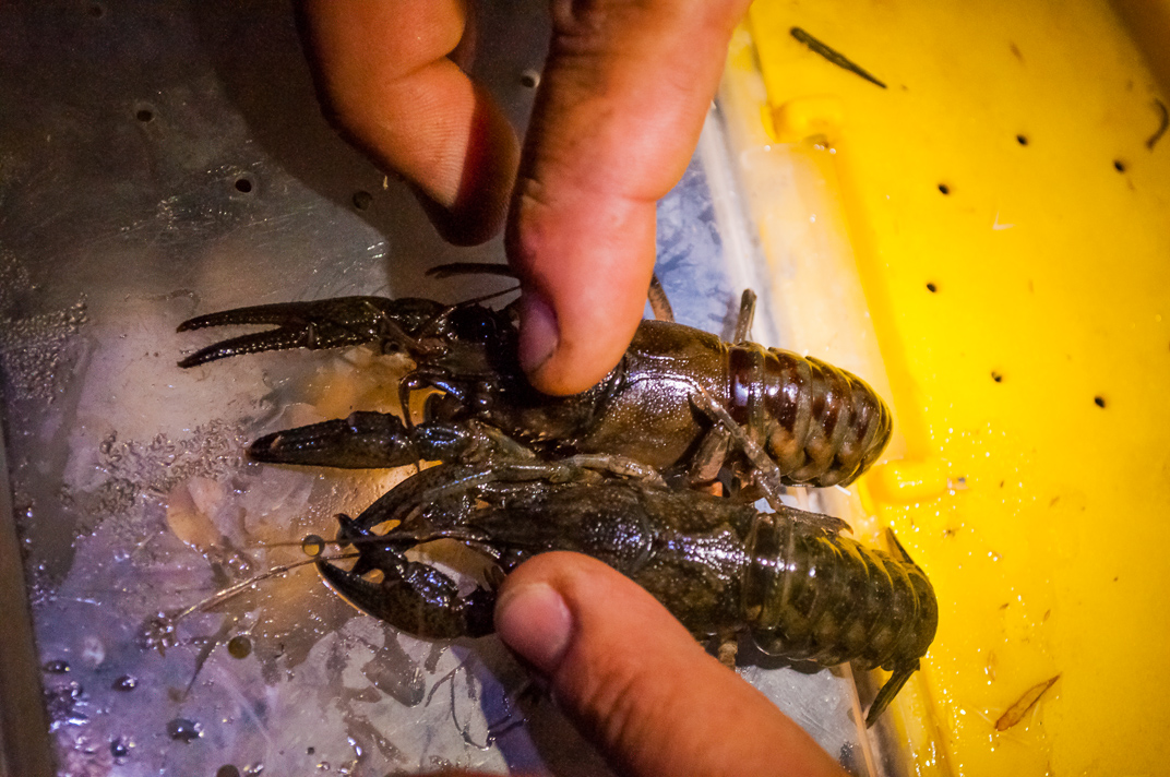 Illustration for article titled Elfoglalják a hazádat? Edd meg őket bosszúból!