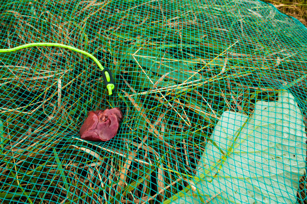 Illustration for article titled Elfoglalják a hazádat? Edd meg őket bosszúból!