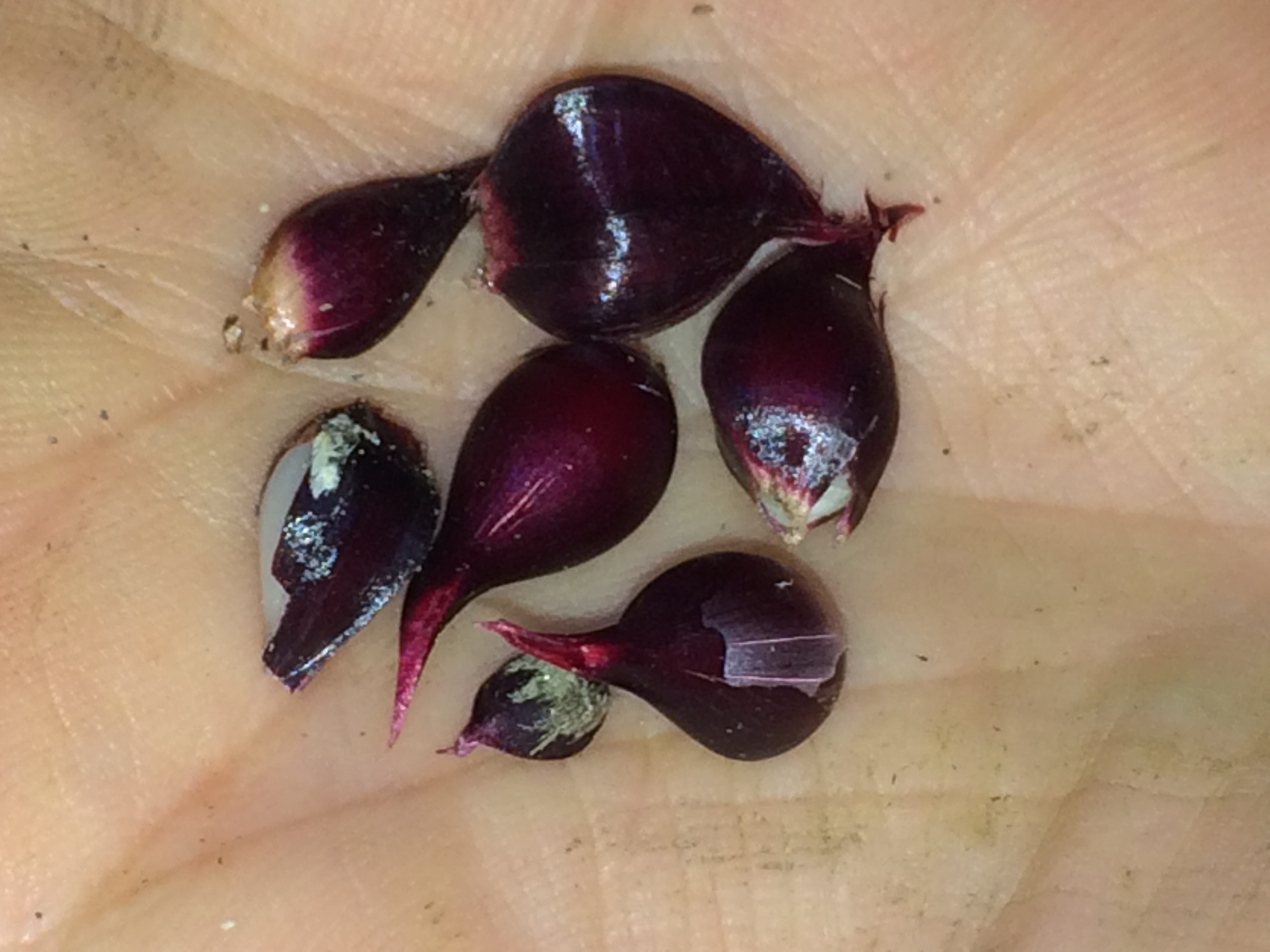 Illustration for article titled Elfoglalják a hazádat? Edd meg őket bosszúból!