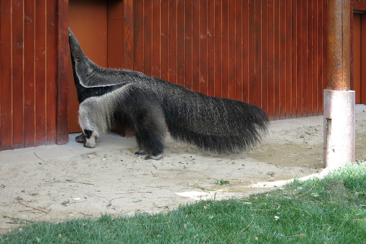 Illustration for article titled Arany hózentrógerben tekintette meg a hangyászt Tarlós István