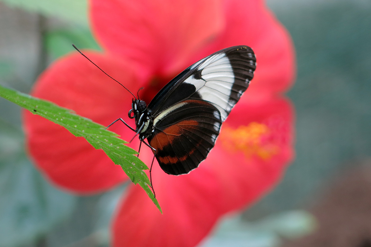 Illustration for article titled Arany hózentrógerben tekintette meg a hangyászt Tarlós István