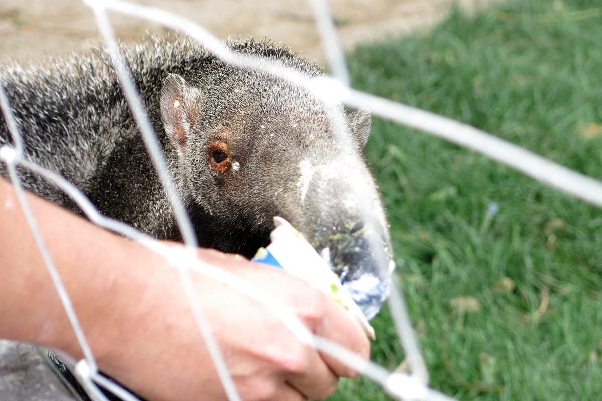 Illustration for article titled Arany hózentrógerben tekintette meg a hangyászt Tarlós István