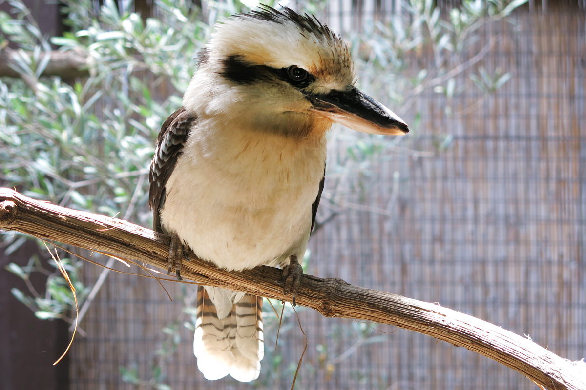 Illustration for article titled Arany hózentrógerben tekintette meg a hangyászt Tarlós István