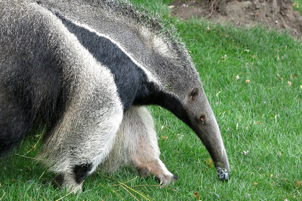 Illustration for article titled Arany hózentrógerben tekintette meg a hangyászt Tarlós István