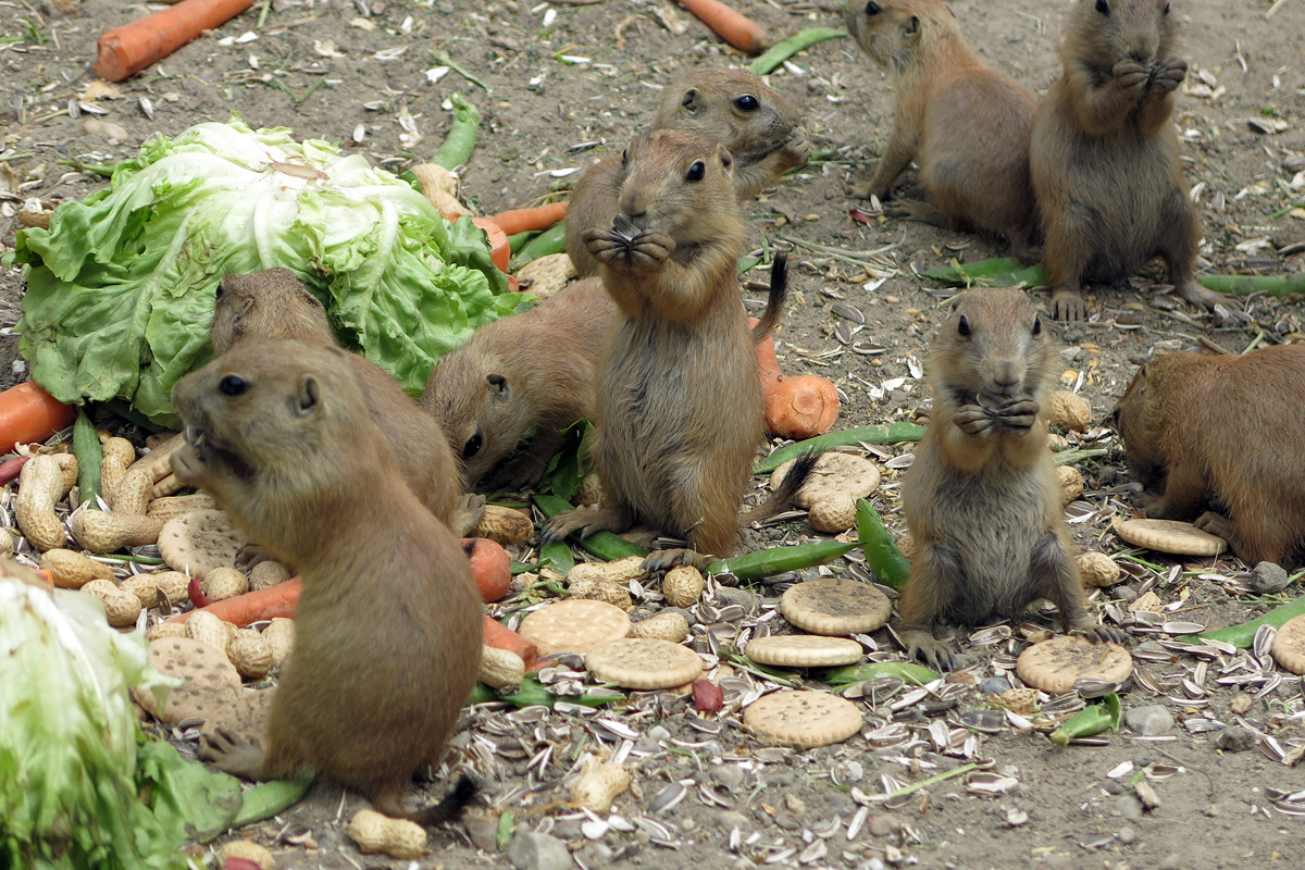 Illustration for article titled Arany hózentrógerben tekintette meg a hangyászt Tarlós István