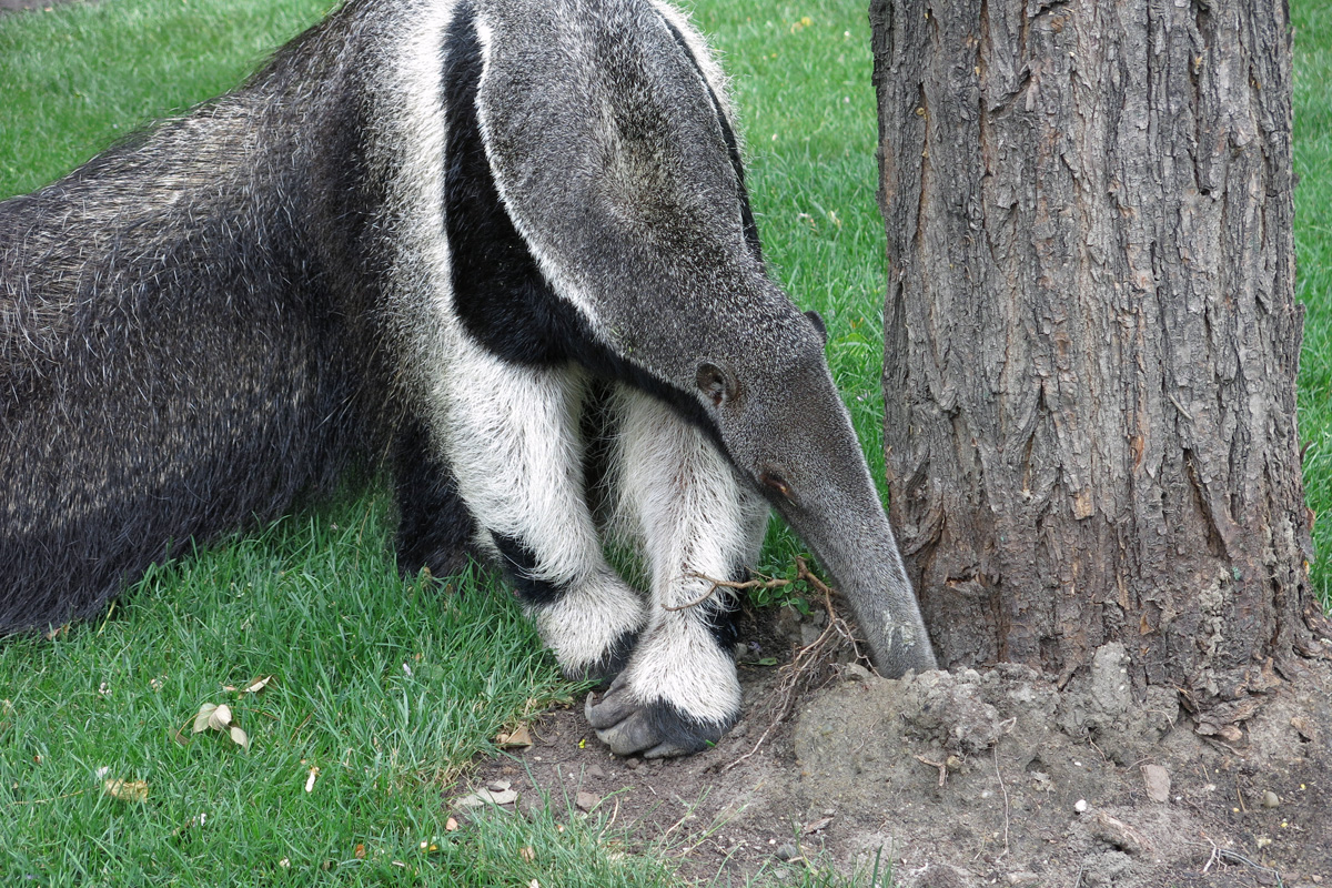 Illustration for article titled Arany hózentrógerben tekintette meg a hangyászt Tarlós István