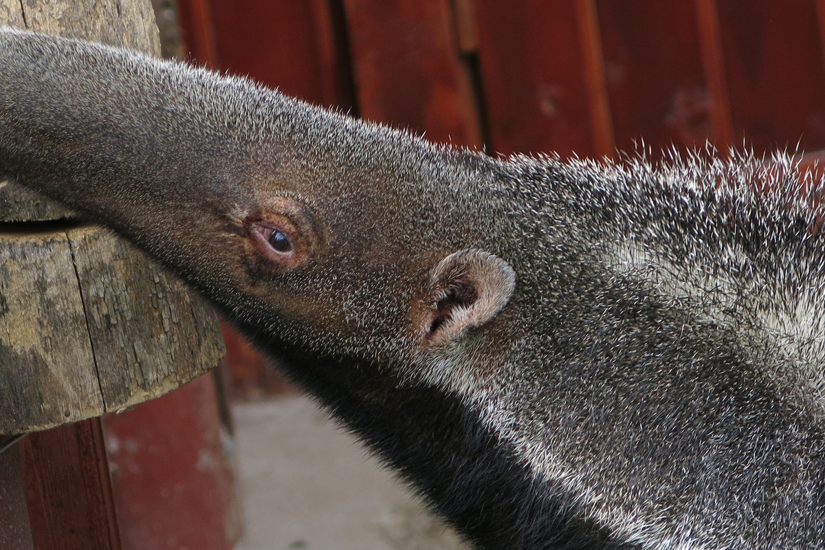 Illustration for article titled Arany hózentrógerben tekintette meg a hangyászt Tarlós István