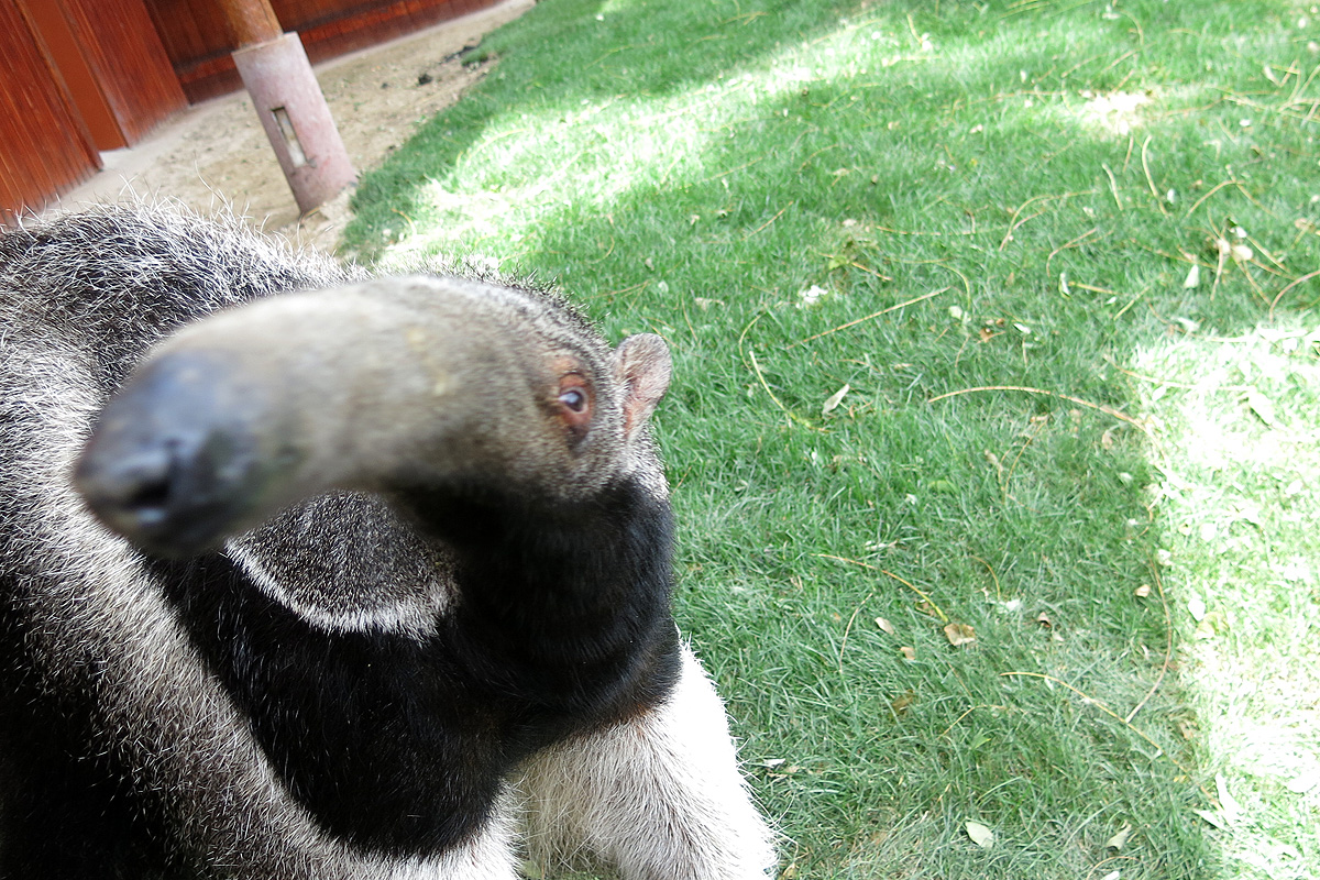 Illustration for article titled Arany hózentrógerben tekintette meg a hangyászt Tarlós István