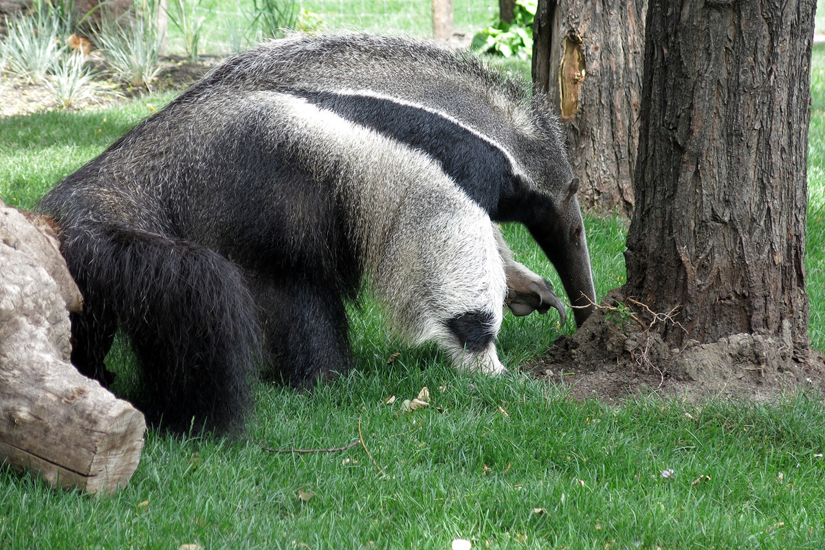 Illustration for article titled Arany hózentrógerben tekintette meg a hangyászt Tarlós István