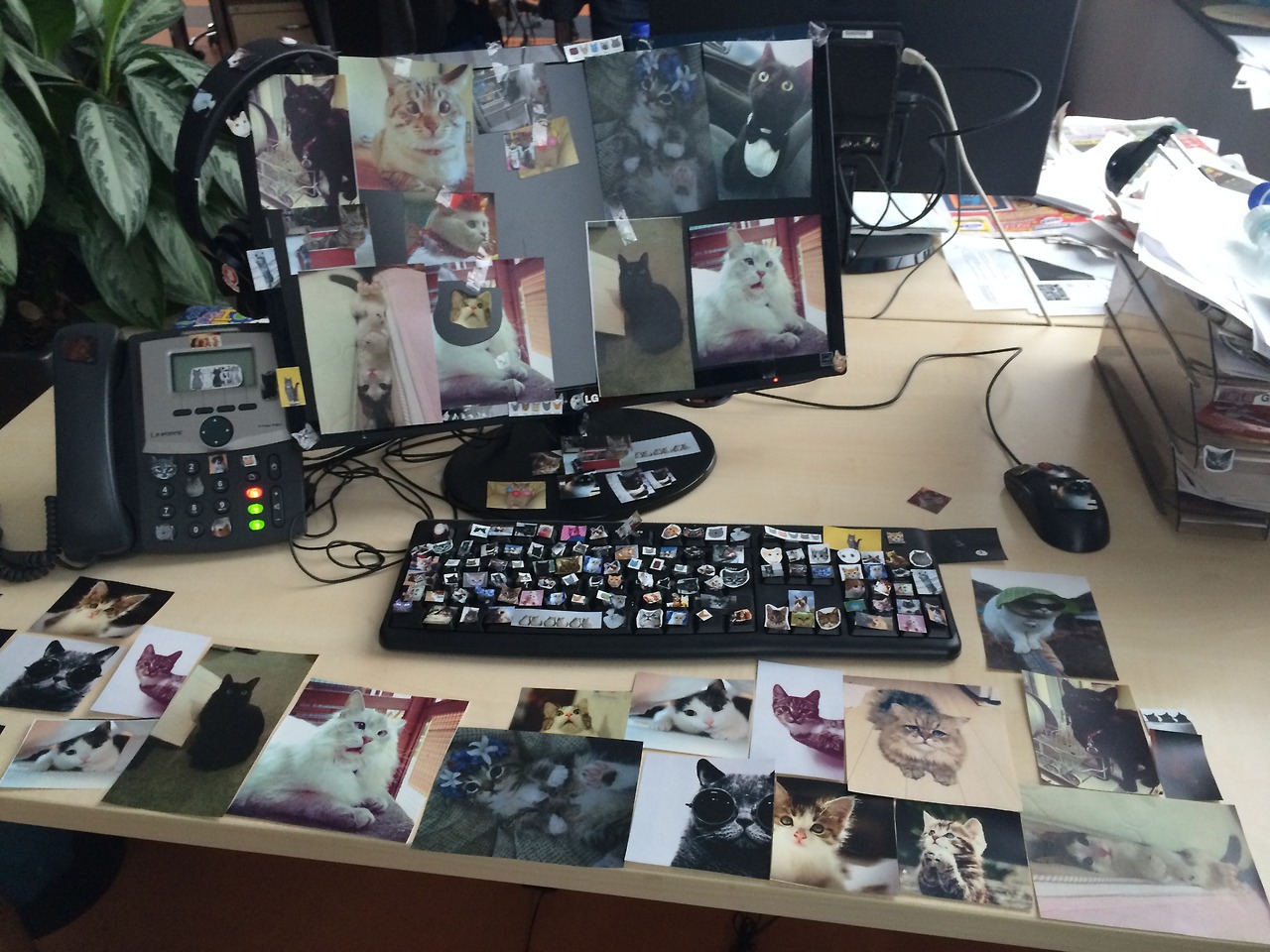 Ezer macskára ért vissza a szerkesztőségbe