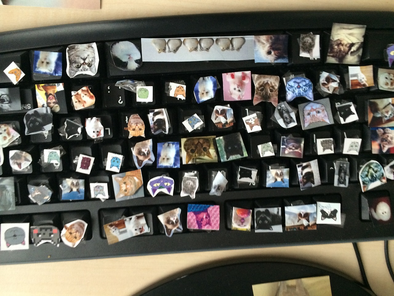 Illustration for article titled Ezer macskára ért vissza a szerkesztőségbe