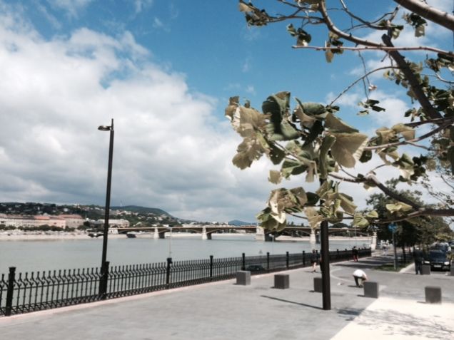 Nem tudják, mitől pusztulnak a Kossuth téri fák