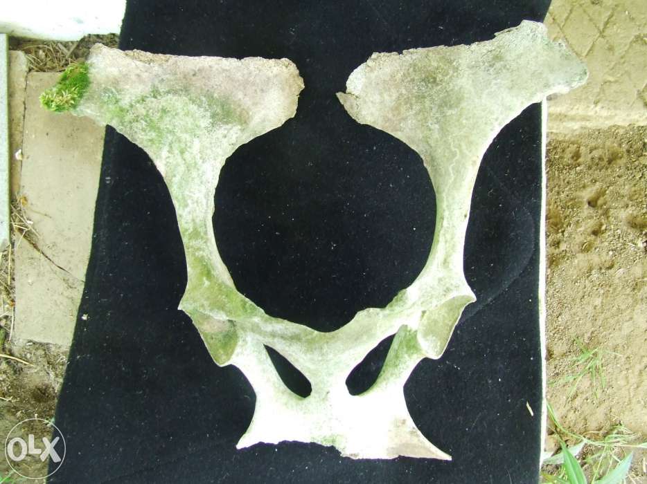 Medencecsontot árul agancs néven a titkos zseni