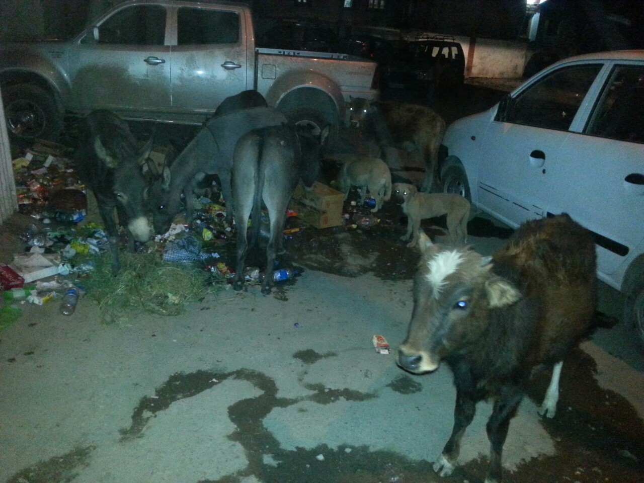 Felrobbant a méhem Nyugat-Tibet éjszakai életétől