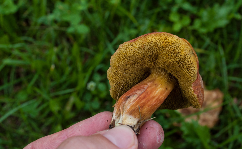 Illustration for article titled Erdei gombák árasztották el Csömör főterét