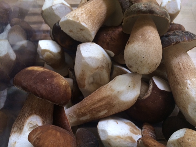 Ezekben az erdőkben nem gombászhatsz a vadászidény miatt