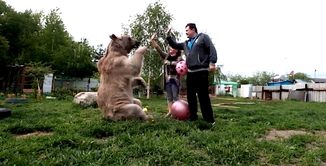 Sztyepán a medve, aki 23 éve egy orosz család egyenrangú tagja