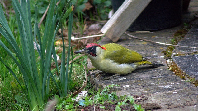 Paradicsomi madárnéző napok ezek