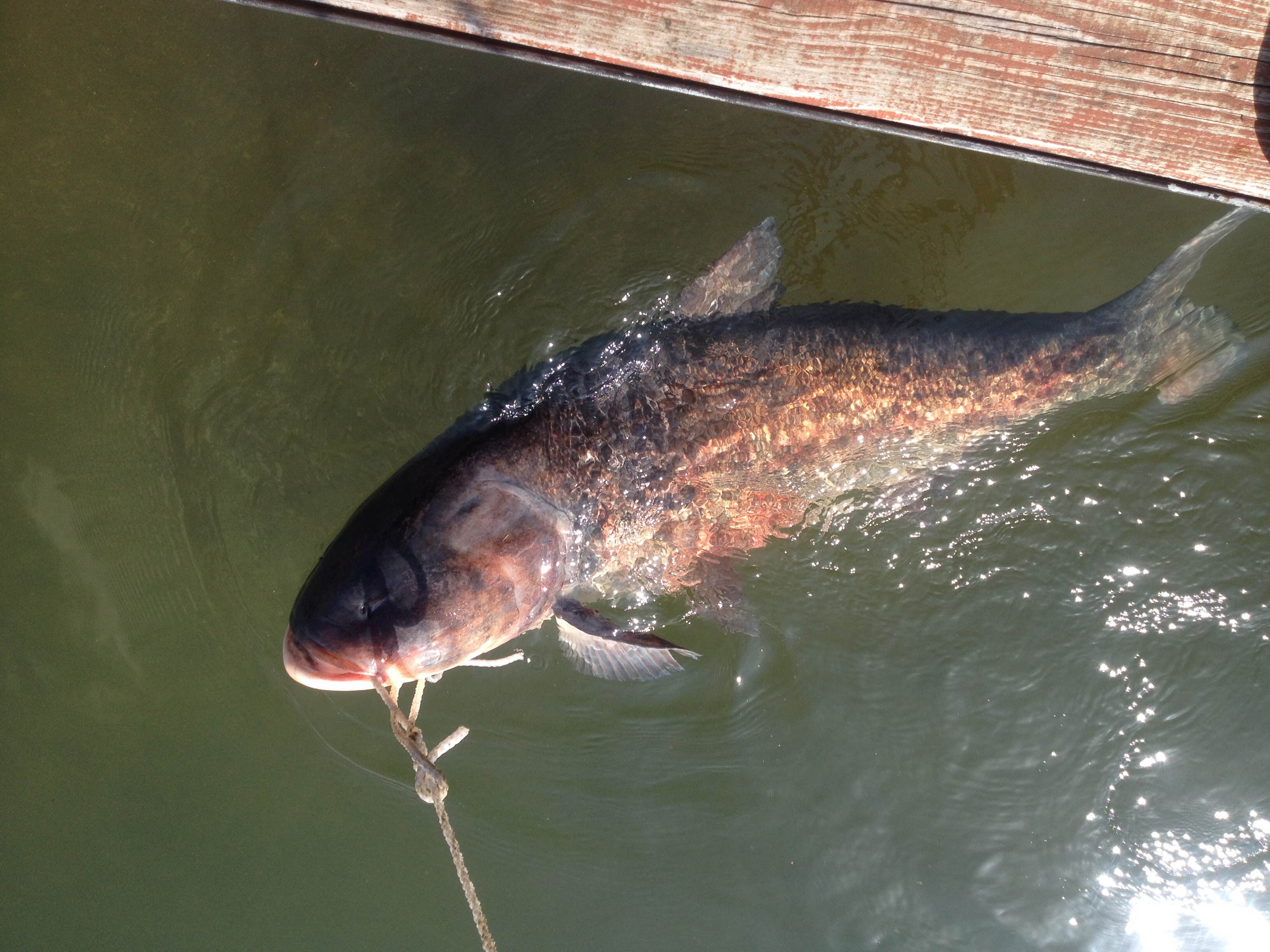 Illustration for article titled Olvasónk ember méretű halat fogott, meg kéne ölnie, de nem tudja