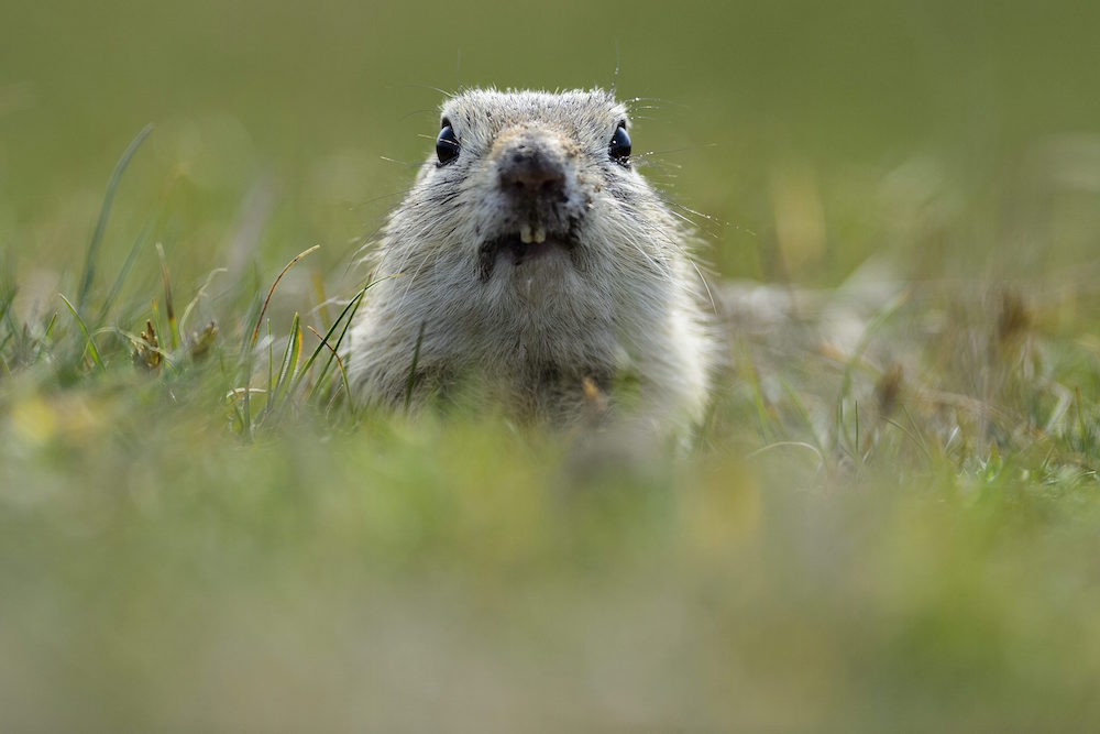 Pelikán József, kitelt az időd!