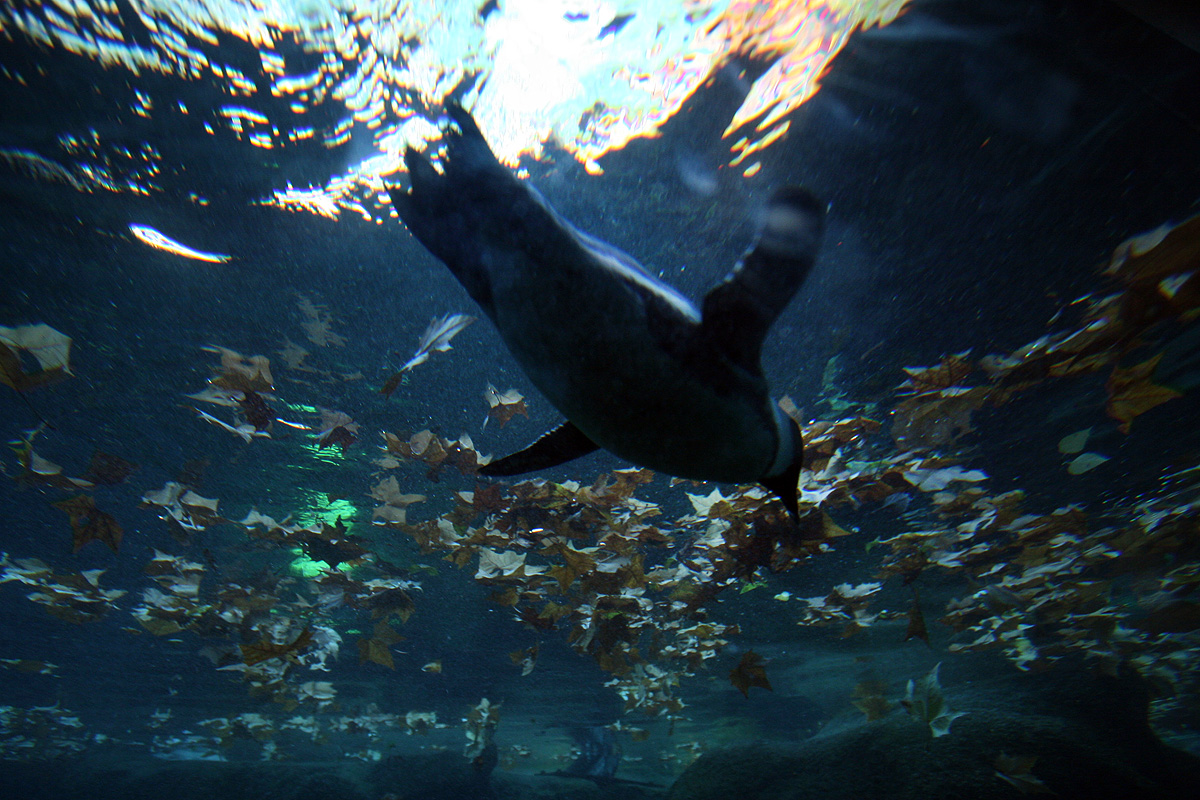 Illustration for article titled Kis híján bokán lőtt egy afrikai pingvin!