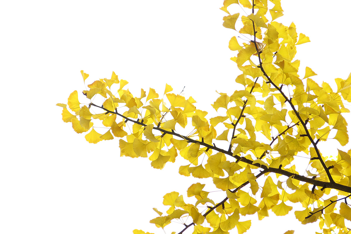 Illustration for article titled A legszebb dolog, amit József nádornak köszönhetünk