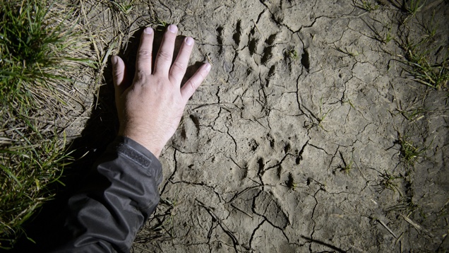 Medve ólálkodik Nógrádban