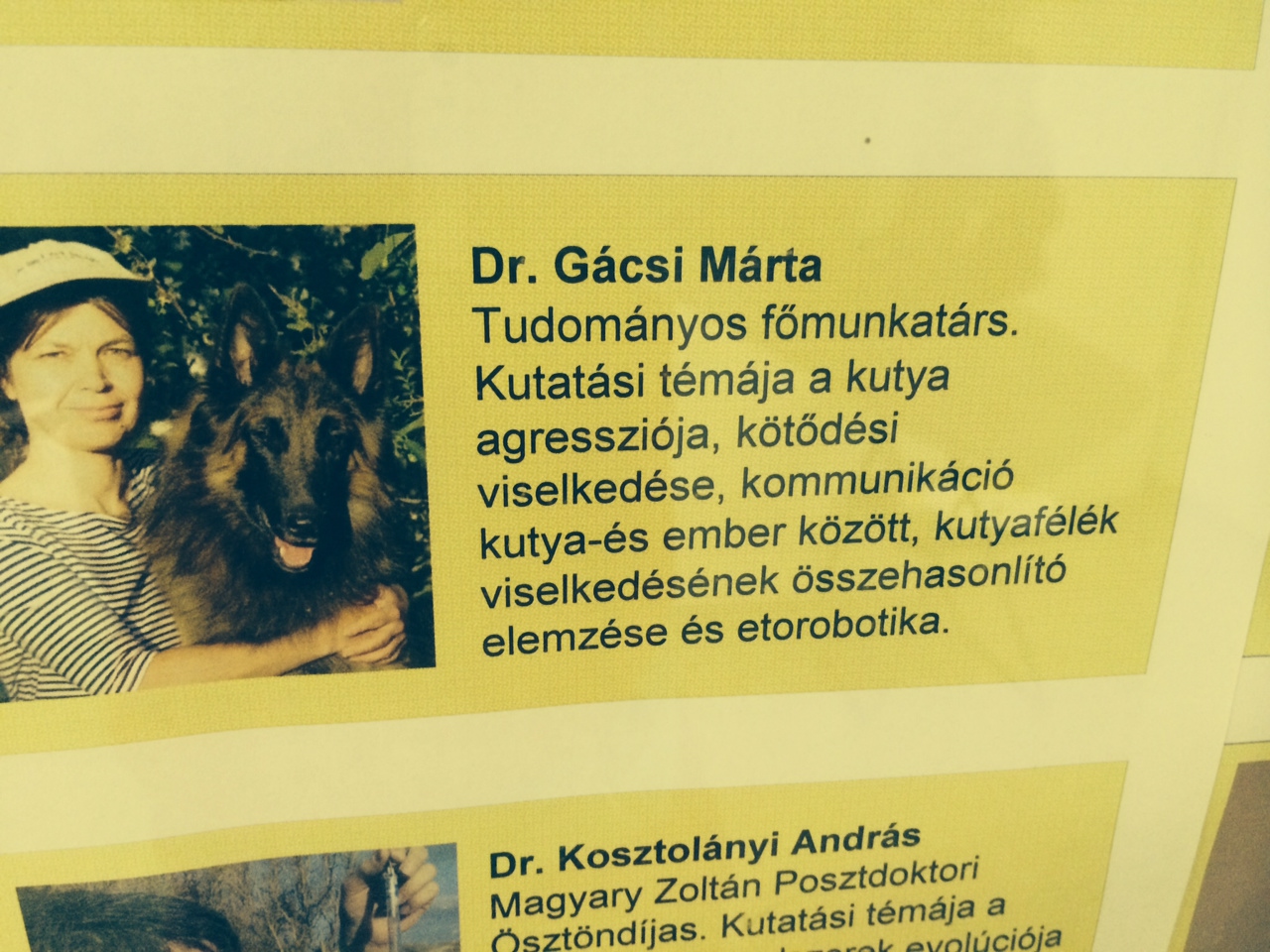 Illustration for article titled Tényleg ilyen hülyék lennének a kutyák?