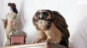 Sophie bagoly, aki a gazdájával és 5 macskával él együtt!