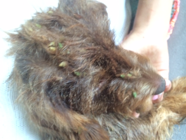 Illustration for article titled Te szemét Ismeretlen Fideszes Tolvaj, ez innentől személyes!