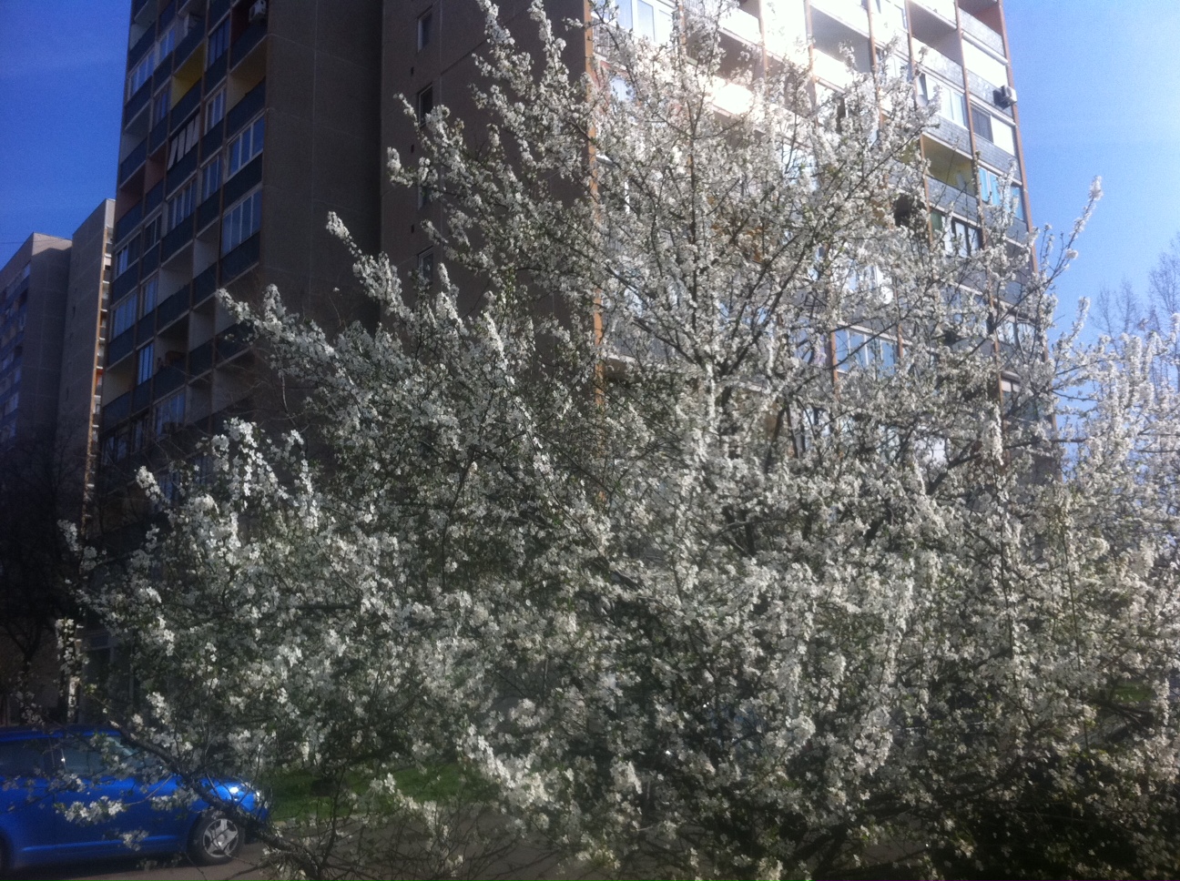 Virágzik ez a növény a lakótelepen. Megírom