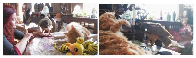 Illustration for article titled Sophie bagoly, aki a gazdájával és 5 macskával él együtt!