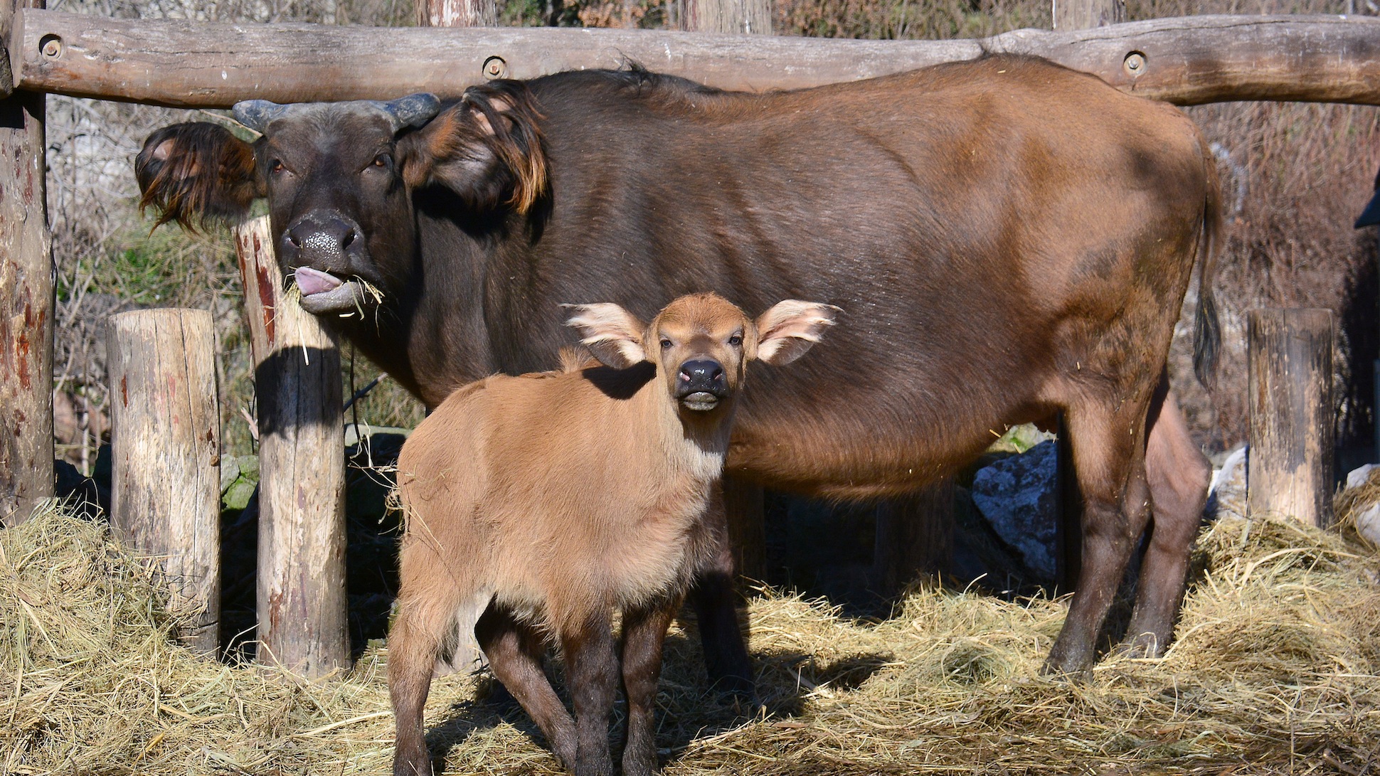 Tejbegríz ismerkedik a kifutóval
